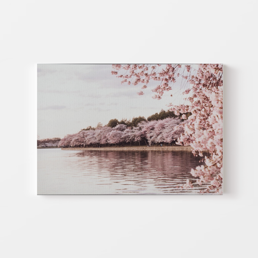 Cherry Blossom River Canvas