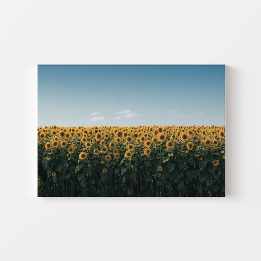 Sunflower Field Canvas