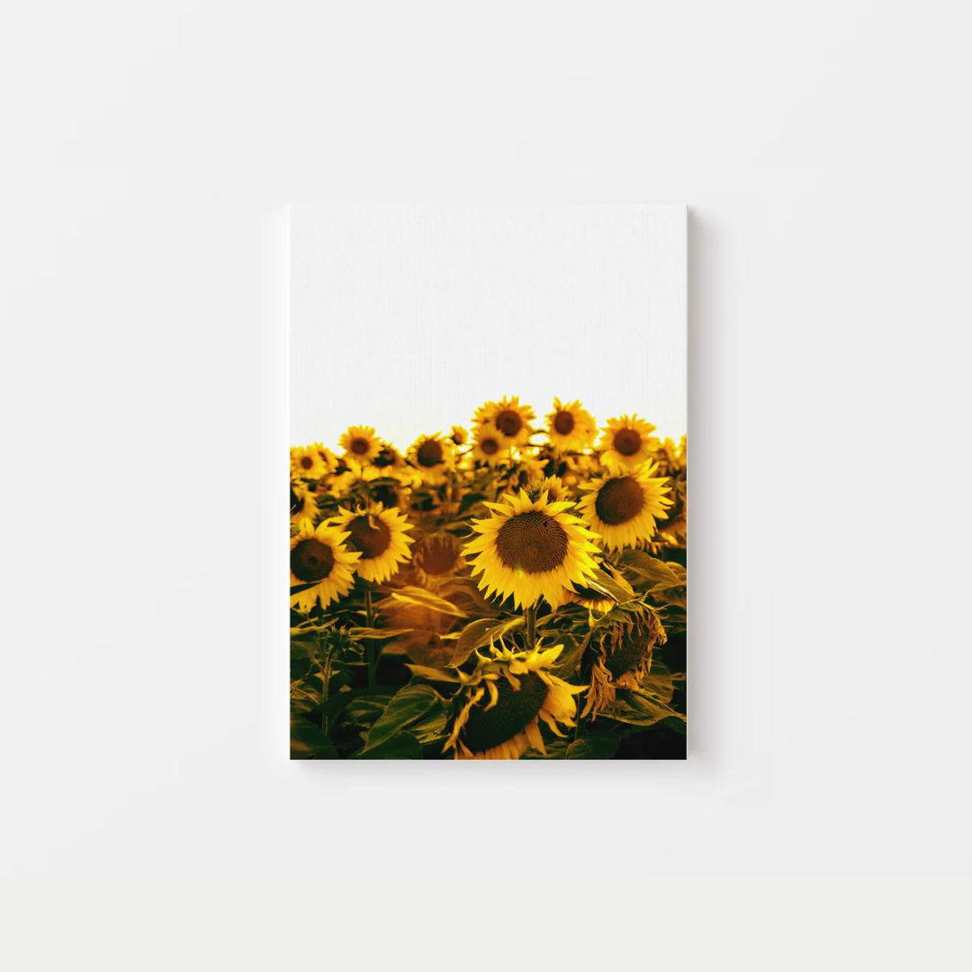 Sunflower Canvas