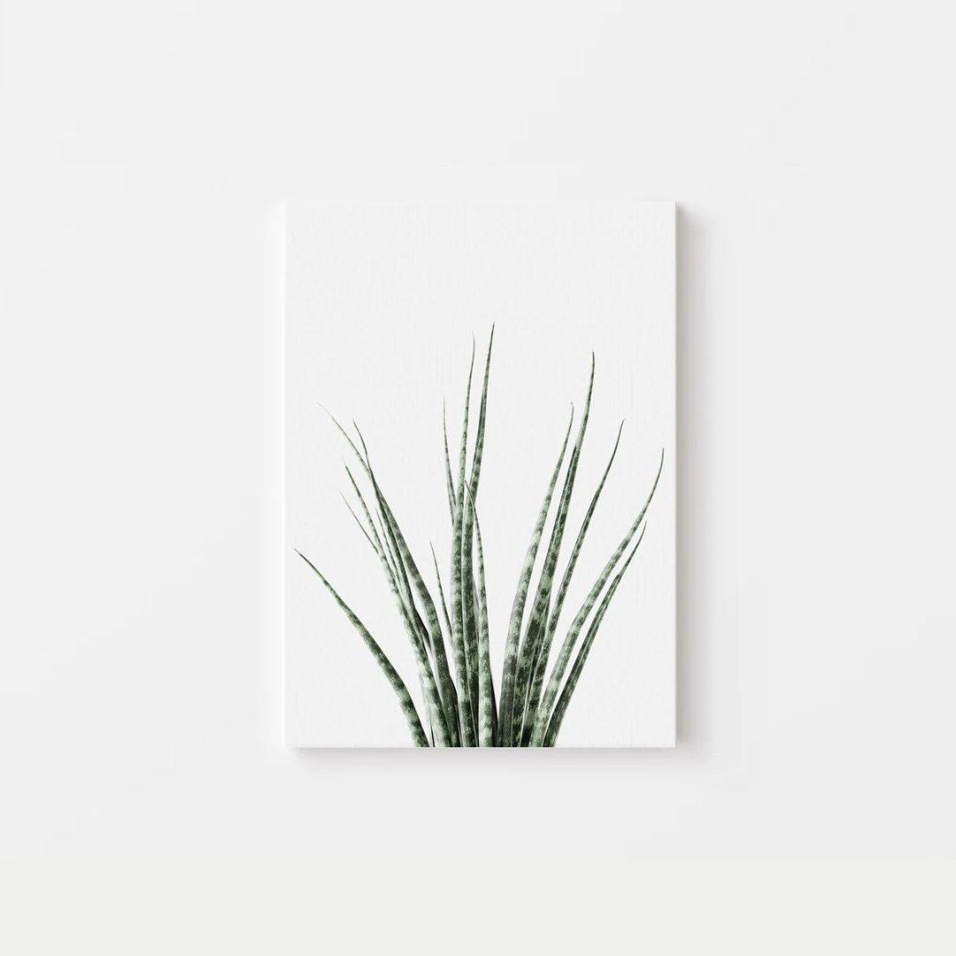 Cactus Canvas