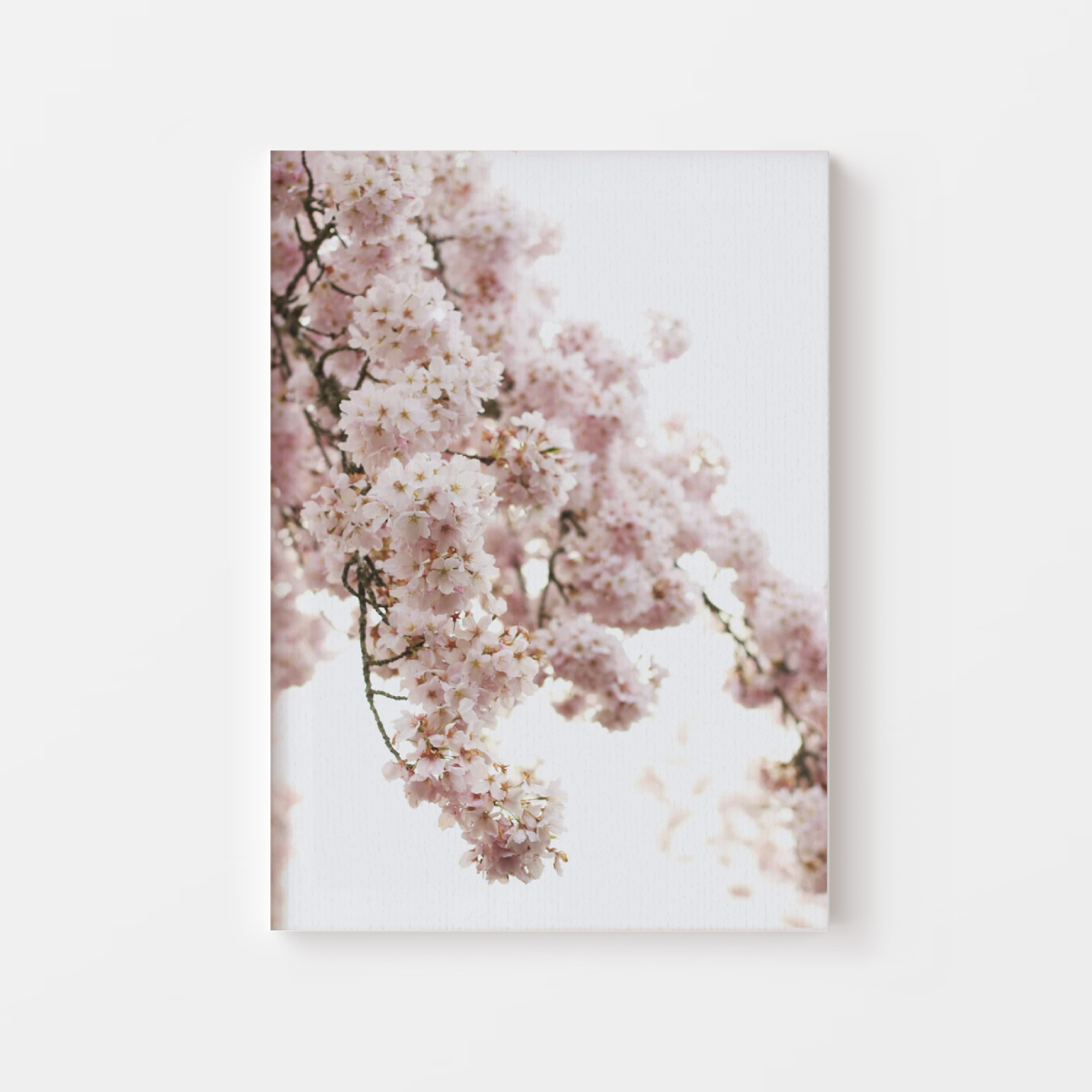 Sakura Cherry Blossom Canvas