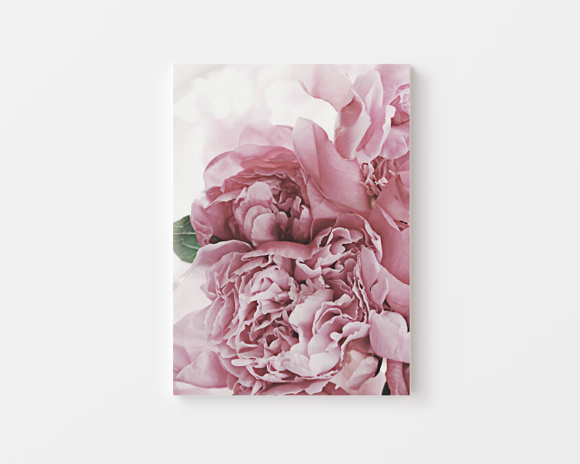 Peonies Canvas – Canva Home